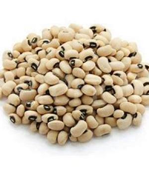 website template image